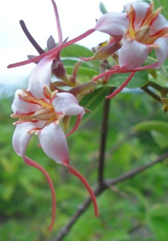Strophanthus luteolus